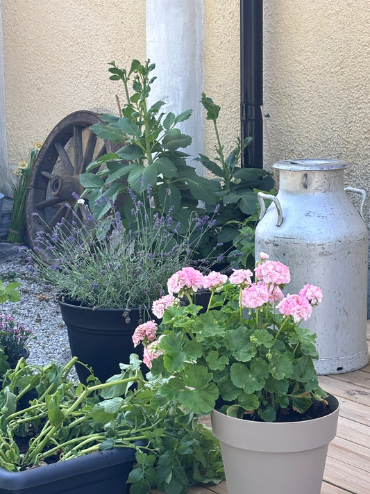 Säsongen fortsätter hos oss.